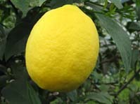 Citrus Limon Mejer /  