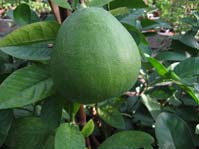 Citrus bergamia ( Citrus aurantium var. bergamia ) / 