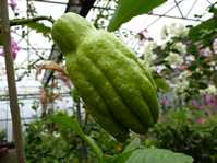 Citrus medica var. sarcodactylis  ' Buddha's hand '/  '   ' ( '   ' )