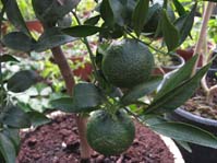 Citrus sinensis /  