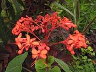 Clerodendrum speciosissimum /  