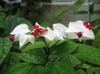 Clerodendrum Thomsoniae  