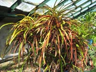 Codiaeum cv. Gold Figner ,  cv. Gold Figner