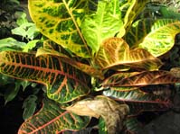 Codiaeum cv. Powellii ,  cv. Powellii