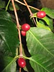 Coffea arabica /  ,  