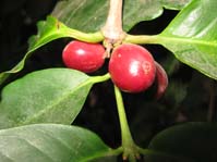 Coffea arabica /  ,  