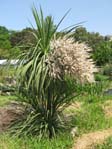 Cordyline indivisa /  