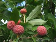 Cornus capitata  (  ) ,  