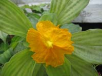 Costus igneus /  -