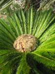 Cycas revoluta   (   )