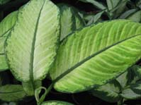 Dieffenbachia cv. Marianne  cv. Marianne