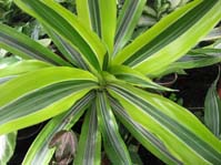 Dracena cv. Yellow Stripe  cv. Yellow Stripe