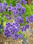 Duranta erecta cv. Sweet Memories /  