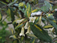 Elaeagnus pungens  