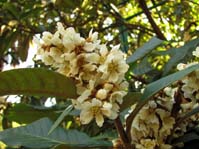 Eriobotrya japonica /  ,  