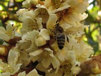 Eriobotrya japonica /  ,  