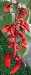 Erythrina crista-galli /   