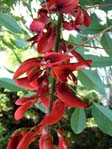 Erythrina crista-galli /   