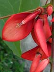 Erythrina crista-galli /   