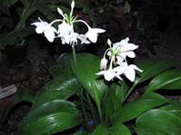 Eucharis grandiflora  