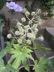 Fatsia Japonica  