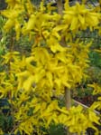 Forsythia intermedia hybr.  / ,  