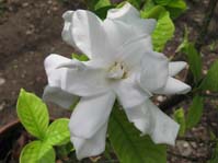 Gardenia jasminoides /  