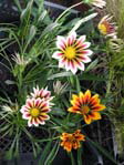 Gazania mix / 