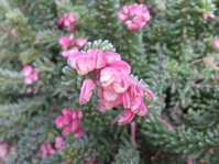 Grevillea cv. 