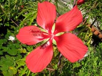 Hibiscus cv. 5 /   