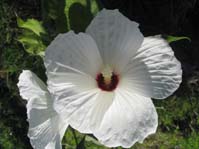 Hibiscus cv. 6 /   
