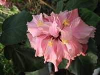 Hibiscus cv. 3 /   . 