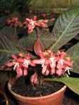 Hoffmannia refulgens /  , 