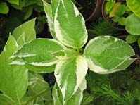 Hydrangea ssp. cv. Variegata 2 / ,  cv. 2