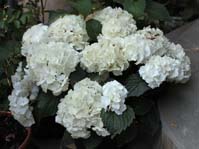 Hydrangea cv. 3 / ,  cv. 3