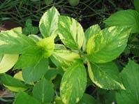 Hydrangea ssp. cv. Variegata 5 / ,  cv. 5