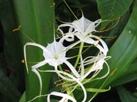 Hymenocallis speciosa /  