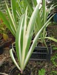 Iris variegata /  