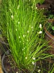 Isolepis cernua /  