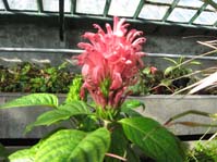 Jacobinia carnea /  -