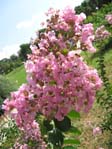 Lagerstroemia indica cv. 1 /  .  .