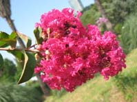 Lagerstroemia indica cv. 2 /  .  .