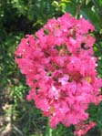 Lagerstroemia indica cv. 4 /  .  .