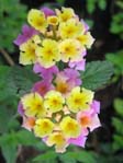 Lantana camara cv. 2 /  2