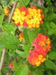 Lantana camara cv. 3 /  3