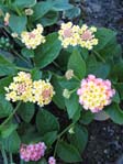 Lantana camara cv. 2 /  2