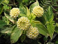 Lantana camara cv.  /  ,  -