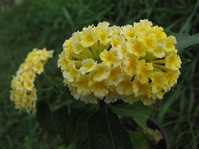 Lantana camara cv. 5  /  5