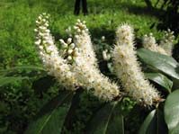 Laurocerasus officinalis /  