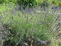 Lavandula officinalis /  